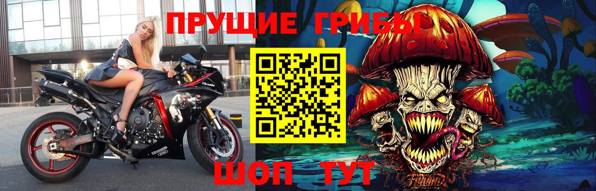 Галлюциногенные грибы Psilocybe Чайковский